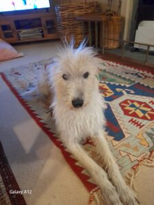 Lurcher relaxing at home